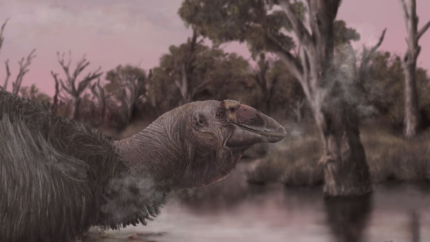 Genyornis newtoni