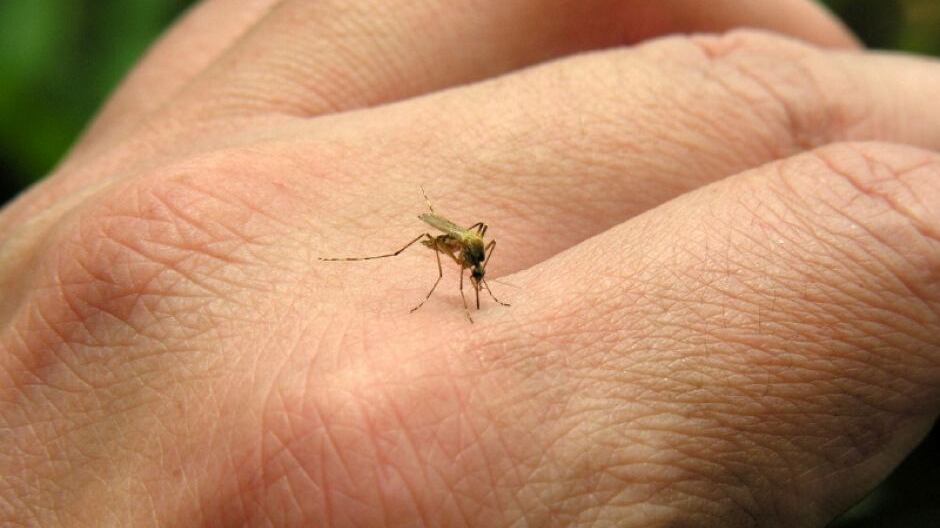 El mosquito es el portador de enfermedades como el dengue.