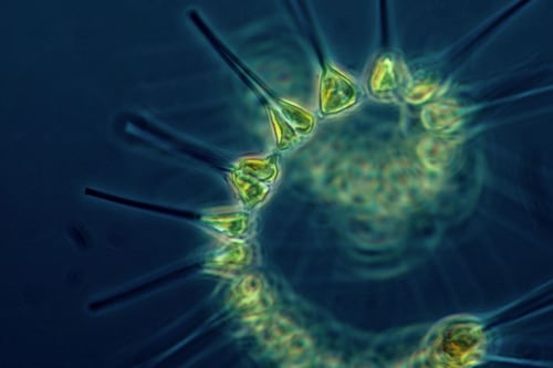 Samsung presenta la primera pantalla fabricada con bioresina derivada del fitoplancton