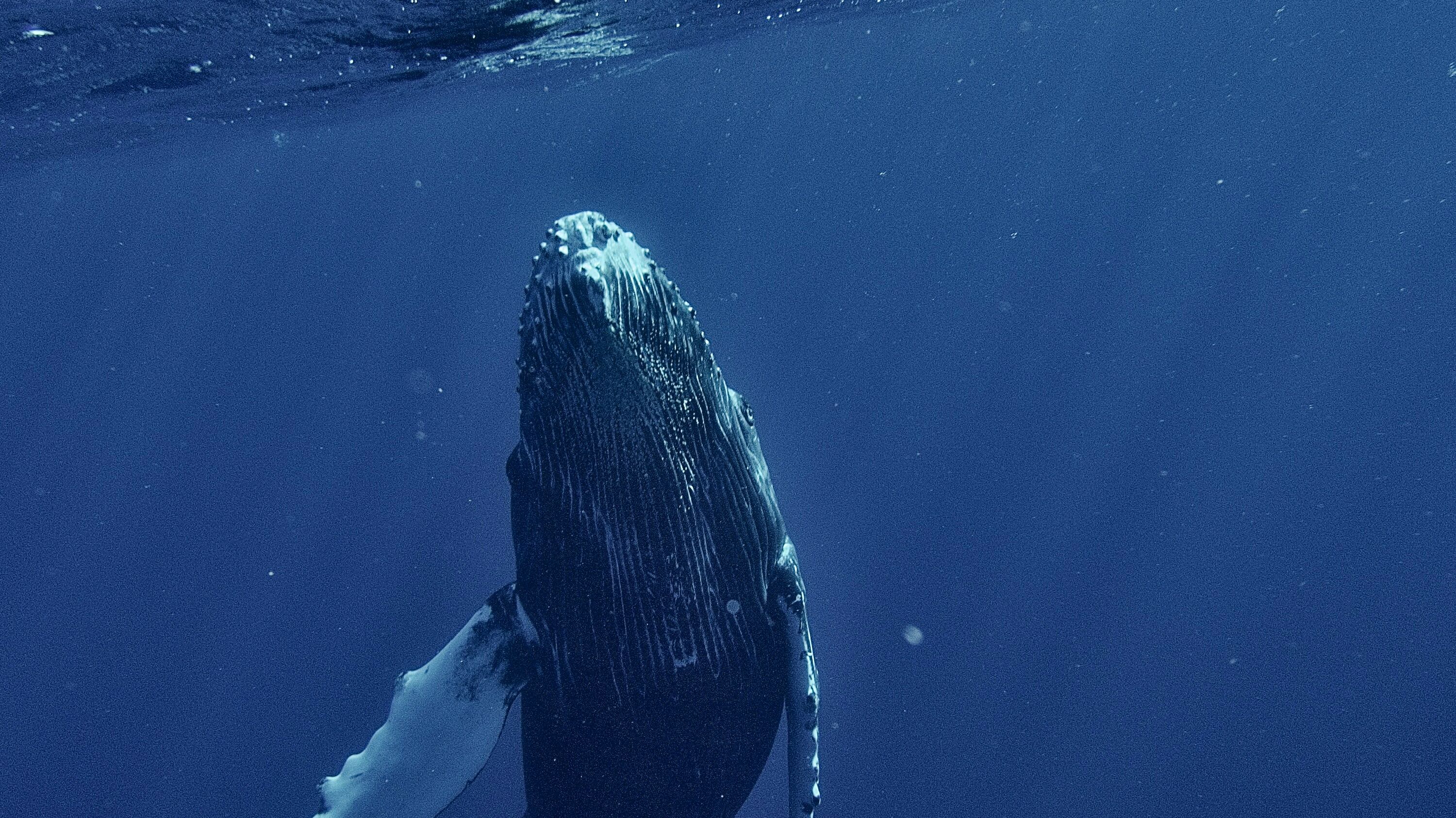 Los cachalotes pasan gran parte de su vida cazando a profundidades inaccesibles para la luz solar.