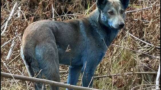 Perros azules en Chernobil