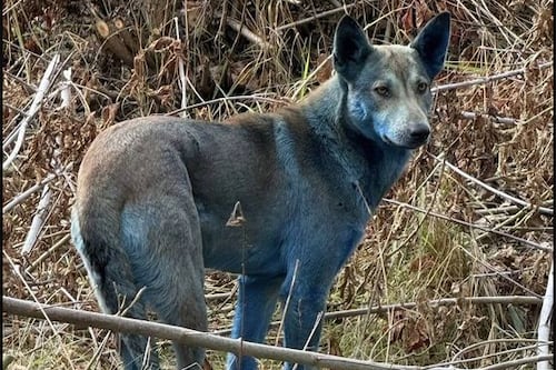 La verdad del hallazgo de perros con pelaje azul intenso en la Zona de Exclusión de Chernóbil