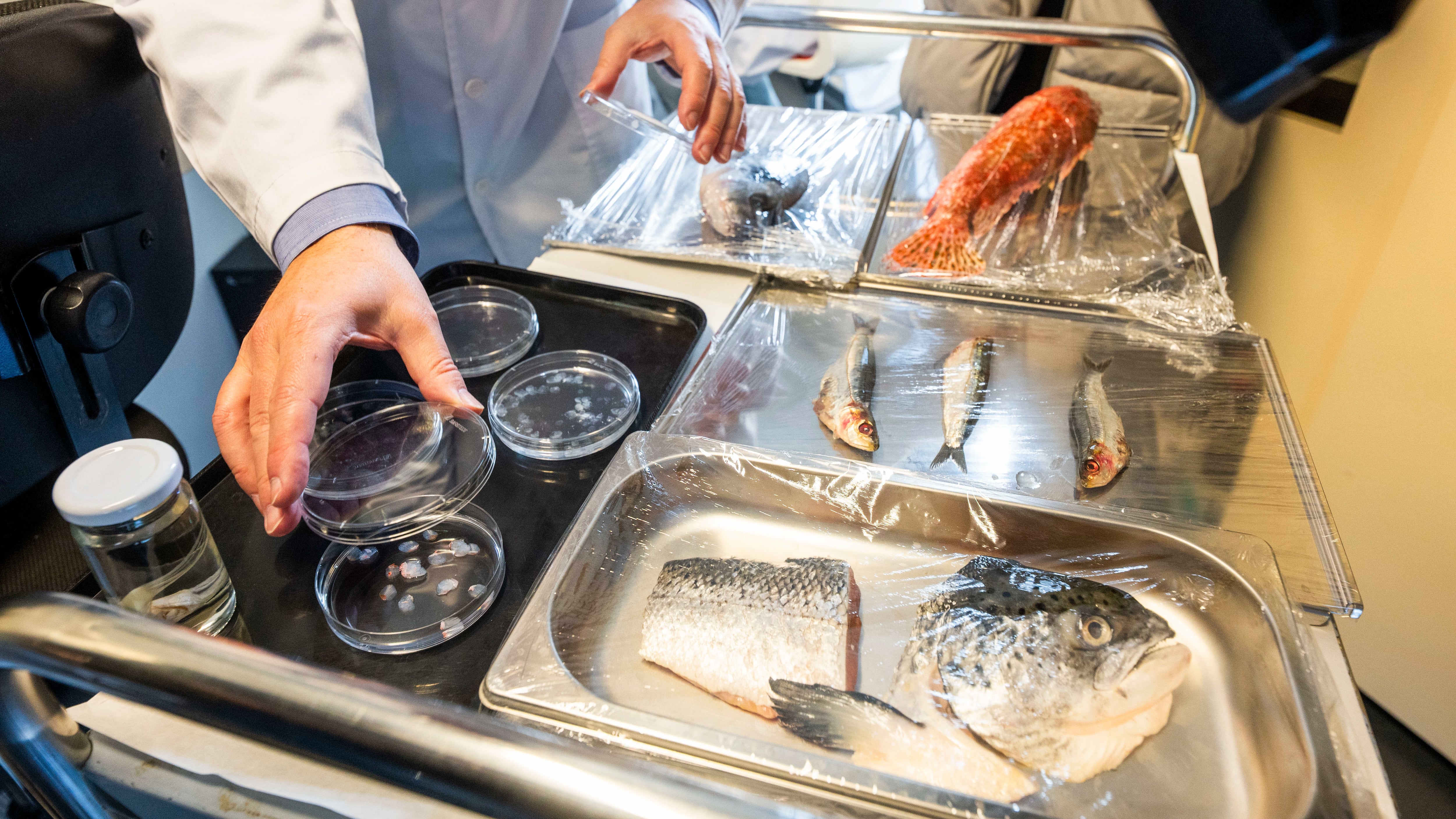 Científicos de la Universidad de Granada (UGR), en el sur de España, han desarrollado un nuevo biotejido utilizando escamas de peces, una solución revolucionaria para regenerar la córnea humana que además da valor a un desecho de la industria pesquera y que se adapta a las necesidades de un final uso médico. EFE/ Miguel Angel Molina