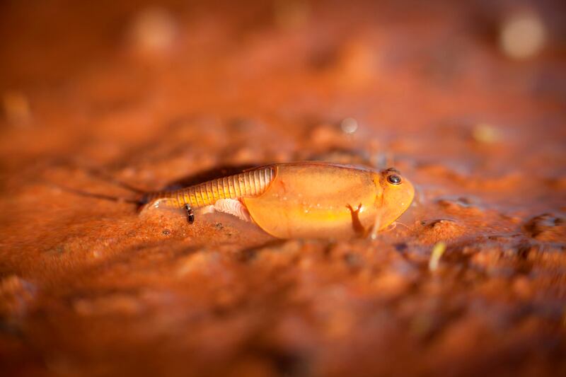 Triops cancriformis