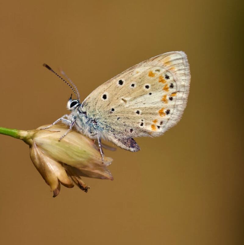 Polyommatus atlantica