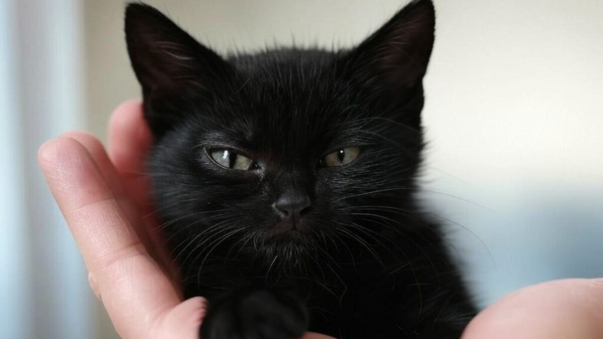 Gato Pequeño - Imagen de Grok IA de X