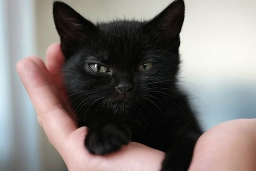 Según un estudio, con este sencillo truco puedes lograr lo que siempre quisiste: Comunicarte con tu gato
