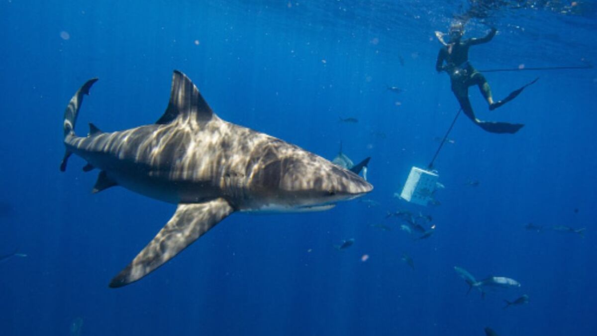 El buzo Eric Nerhus de 57 años, contó que en enero de 2007 fue tragado por un tiburón pero sobrevivió