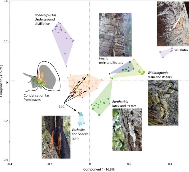 Muy Interesante / Schmidt et al