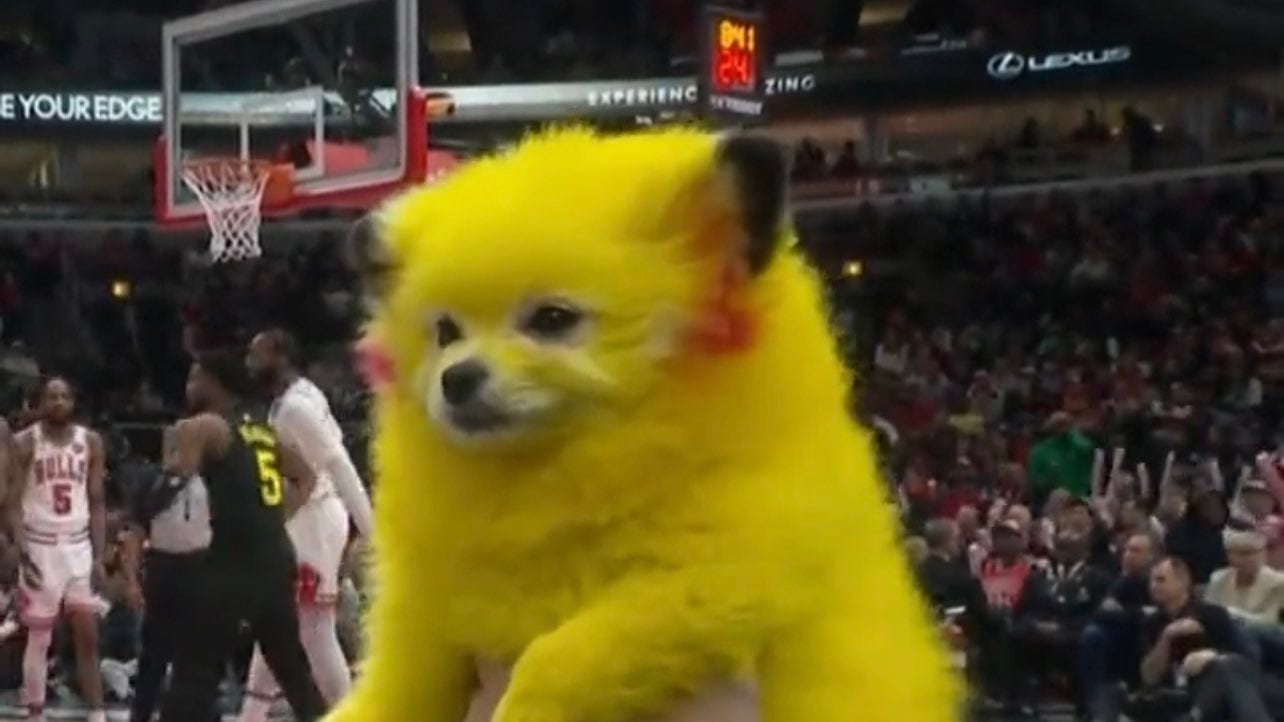 Maltrato animal: perro pintado como el personaje Pikachu | Twitter