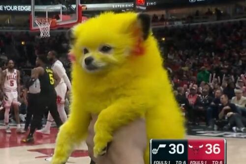 “Una pena que tenga un dueño tan idiota”: Hombre causa indignación tras pintar a su perro como Pikachu