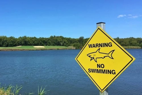 Laguna de un campo de golf en Australia es el hábitat de un rebaño de peligrosos tiburones toro