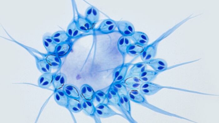 Este es el primer animal encontrado que no necesita oxígeno para sobrevivir