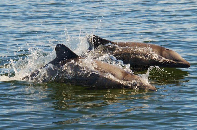Delfines chilenos foto