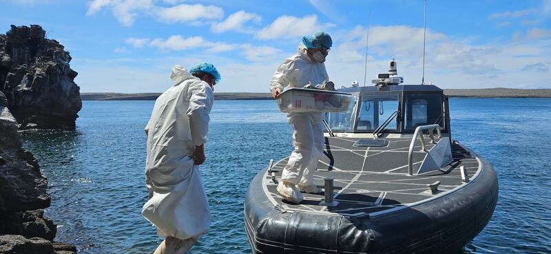 Acciones y toma de muestras ante la gripe aviar en Galápagos