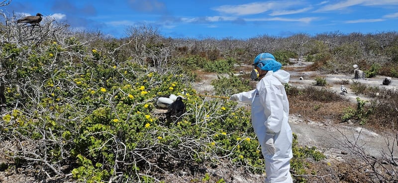 Acciones y toma de muestras ante la  gripe aviar en Galápagos
