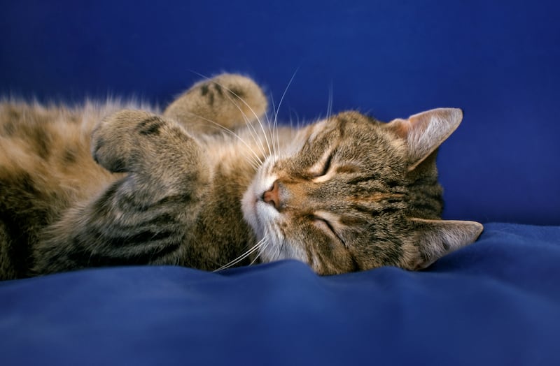 Gato