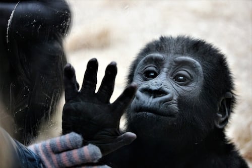 Investigación sobre los monos encuentra que los primates usan señales de saludo y despedida para iniciar o terminar encuentros