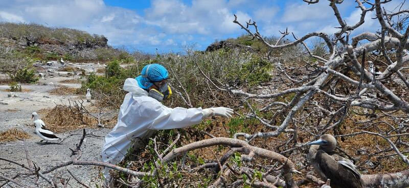Acciones y toma de muestras ante la gripe aviar en Galápagos