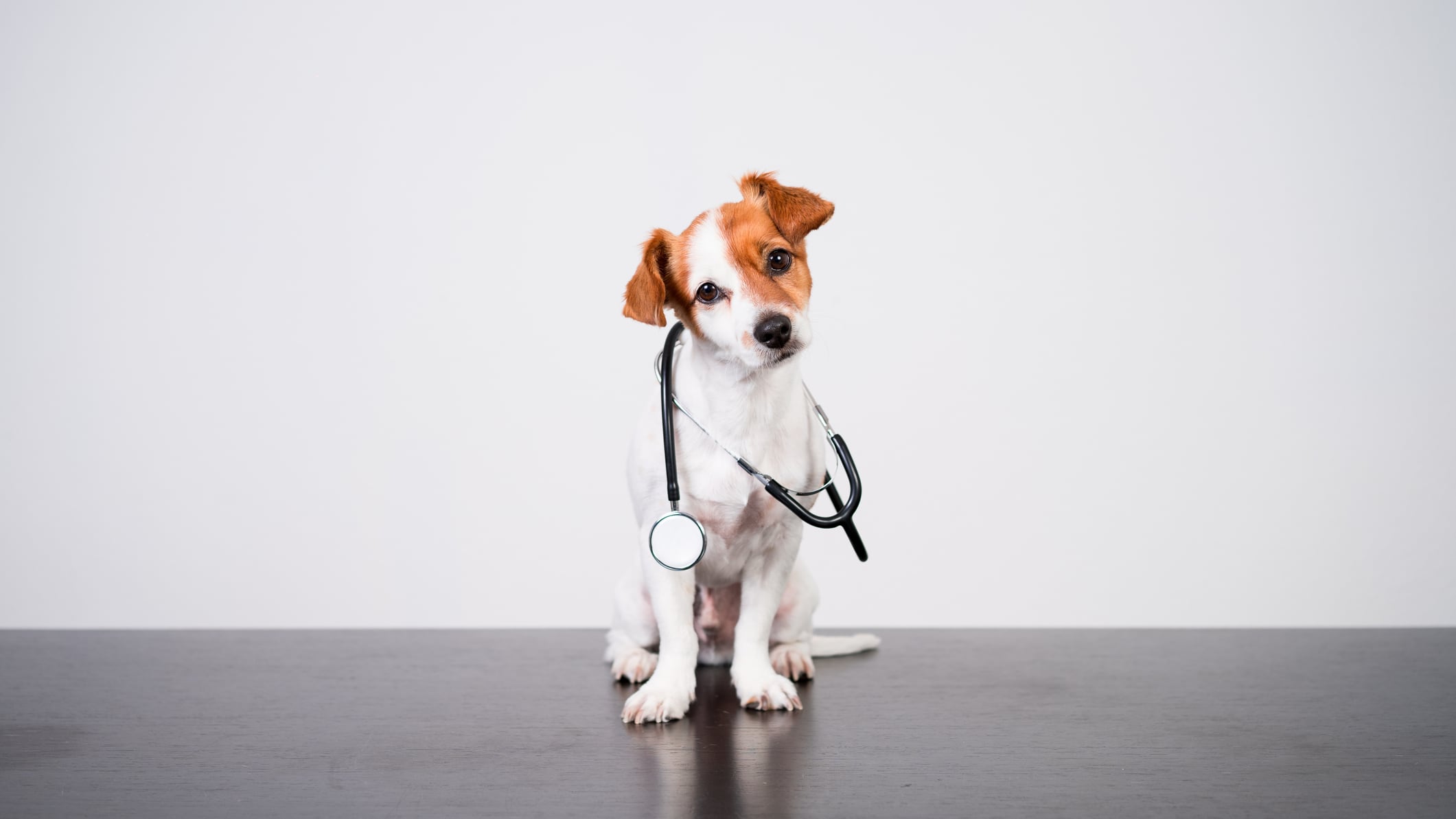 Boehringer Ingelheim Salud Animal