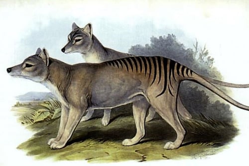 Científicos recuperan moléculas de ARN por primera vez en un animal extinto