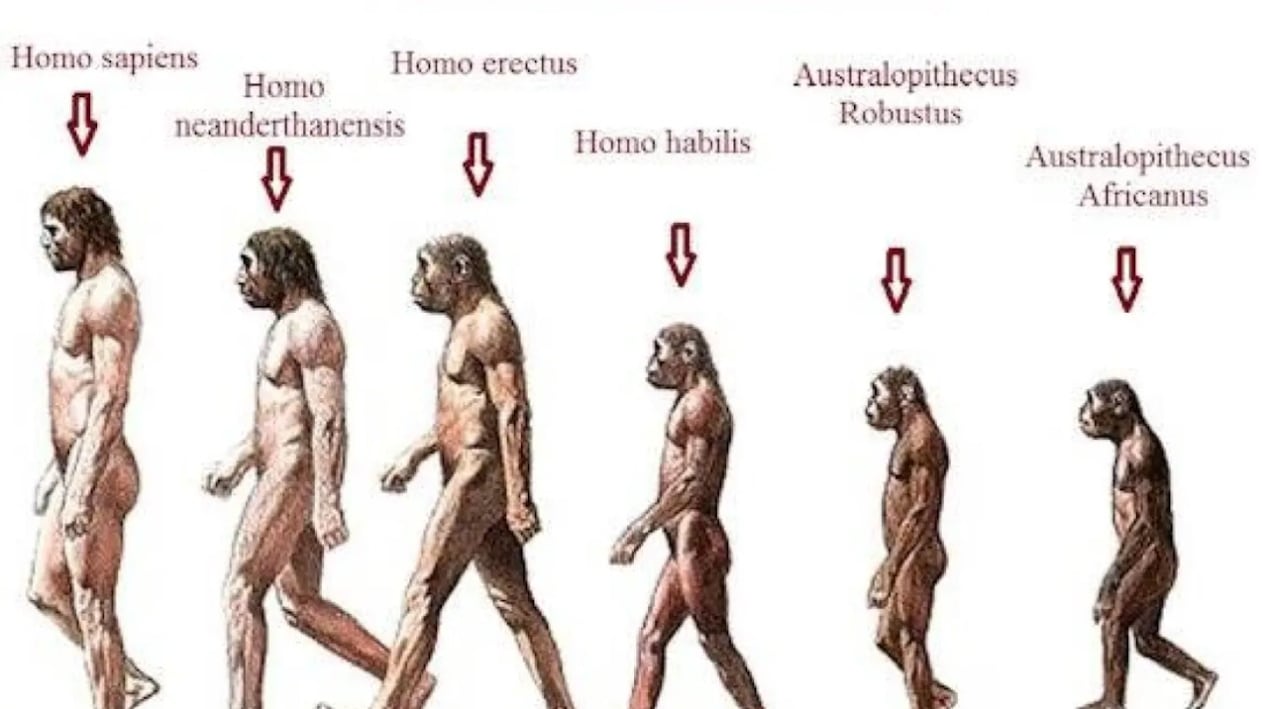 Evolución humana