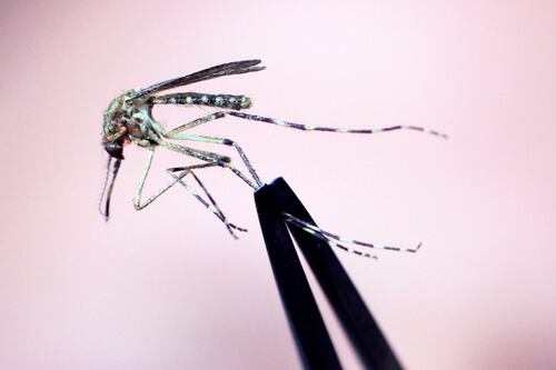 Hombre muere por virus de encefalitis equina oriental transmitido por mosquitos: ¿qué es este virus?”