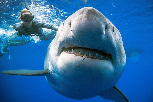 Increíble: Mira en video el ataque de un tiburón blanco en cámara lenta