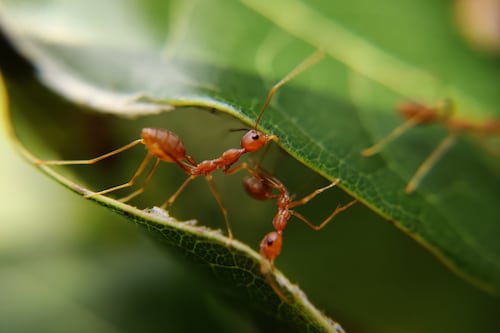 Descubren por qué los dientes de las hormigas son tan afilados
