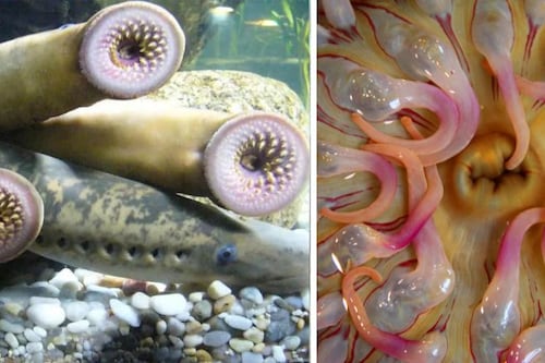 Parientes en las profundidades: Estudio revela vínculos entre los monstruos marinos y los humanos 
