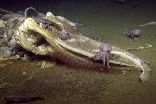 Masacre en las profundidades: graban a una ballena muerta mientras es devorada por criaturas marinas