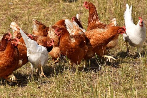 ¡Alerta máxima! Confirman brote de gripe aviar en Estados Unidos: sacrifican a más de 15 mil aves