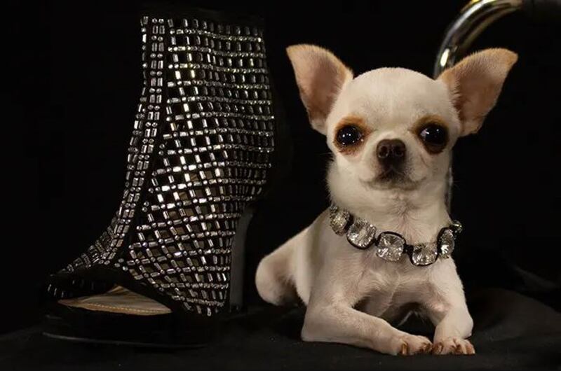 La chihuahua Pearl, la perra más pequeña del mundo
