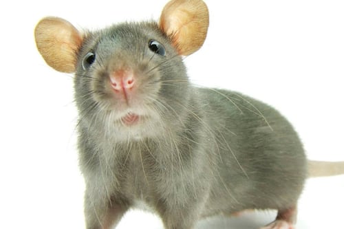 Coronavirus: se cumple pronóstico y ratas hambrientas caníbales asaltan las calles