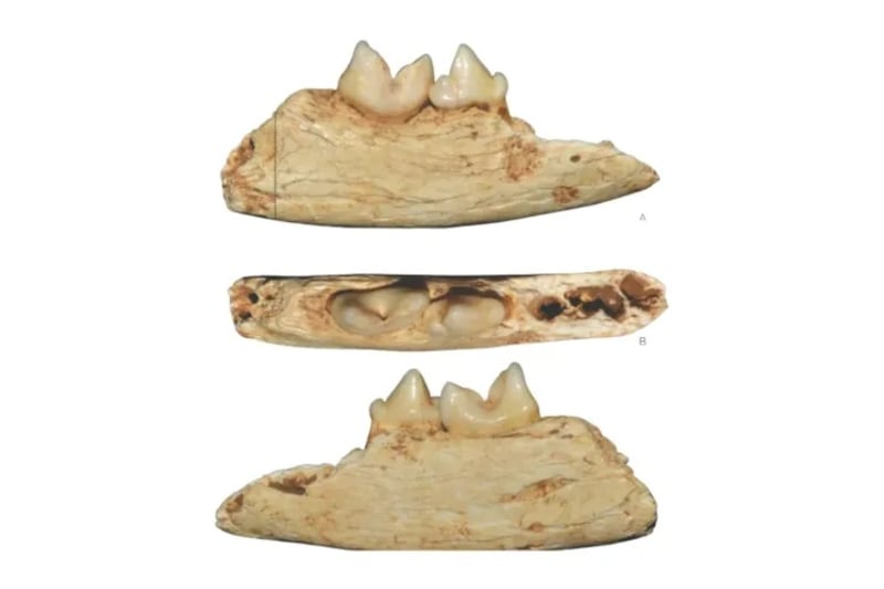 Fósil de dientes del gato Foto Jiangzuo et alAnnales Zoologici Fennici, 2024