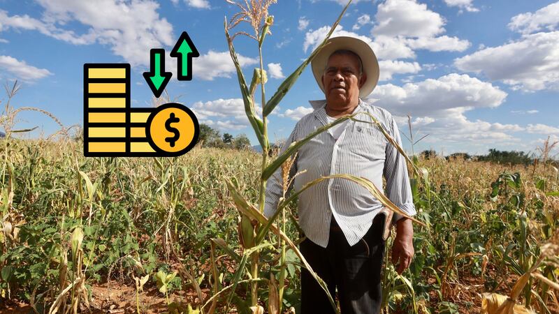 La agricultura rescató a la economía de la recesión con un crecimiento de 8.1% en el primer trimestre de este año