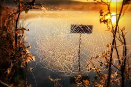 La telaraña de Spiderman es una realidad gracias a accidente de laboratorio