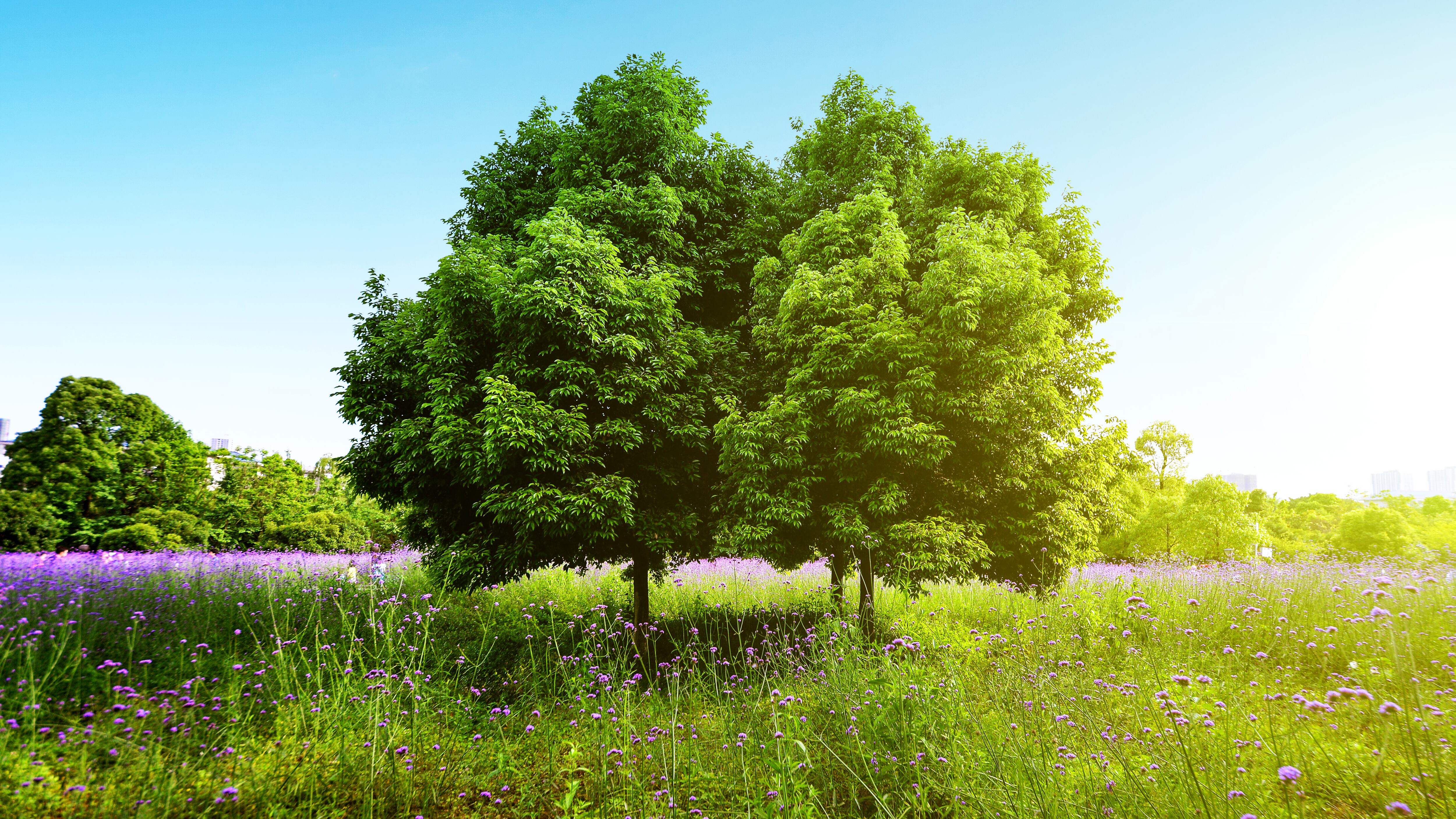 Con más de 400 historias de árboles en todo el mundo, esta plataforma ofrece rutas temáticas, arte digital y herramientas interactivas para redescubrir la conexión entre naturaleza y humanidad