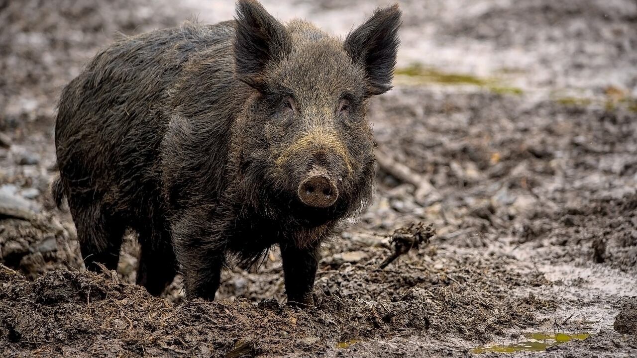 Parece la trama de una película serie B, pero un grupo de supercerdos salvajes originarios de Canadá se dispone a invadir territorio de Estados Unidos.