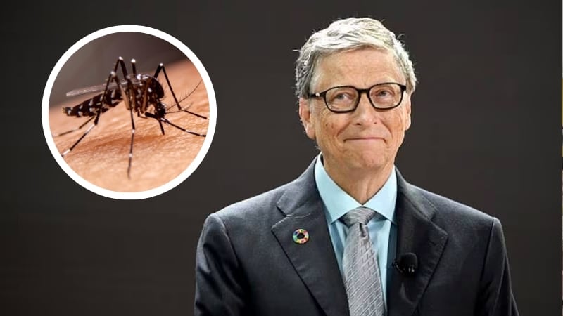 Bill Gates y mosquitos | Composición