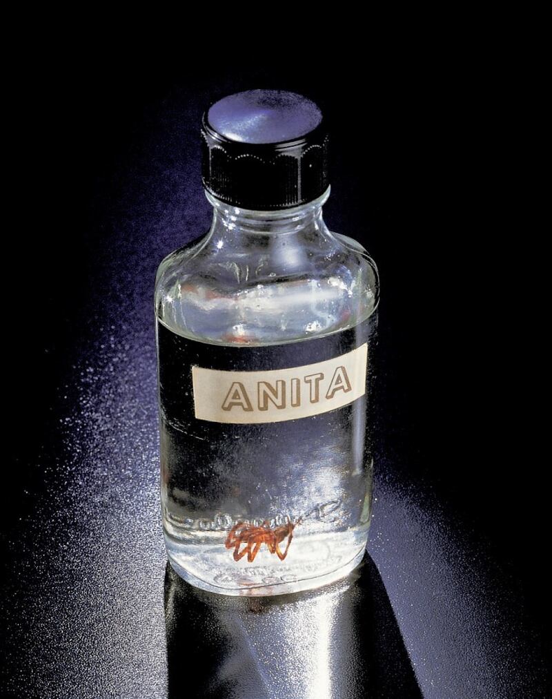 Anita