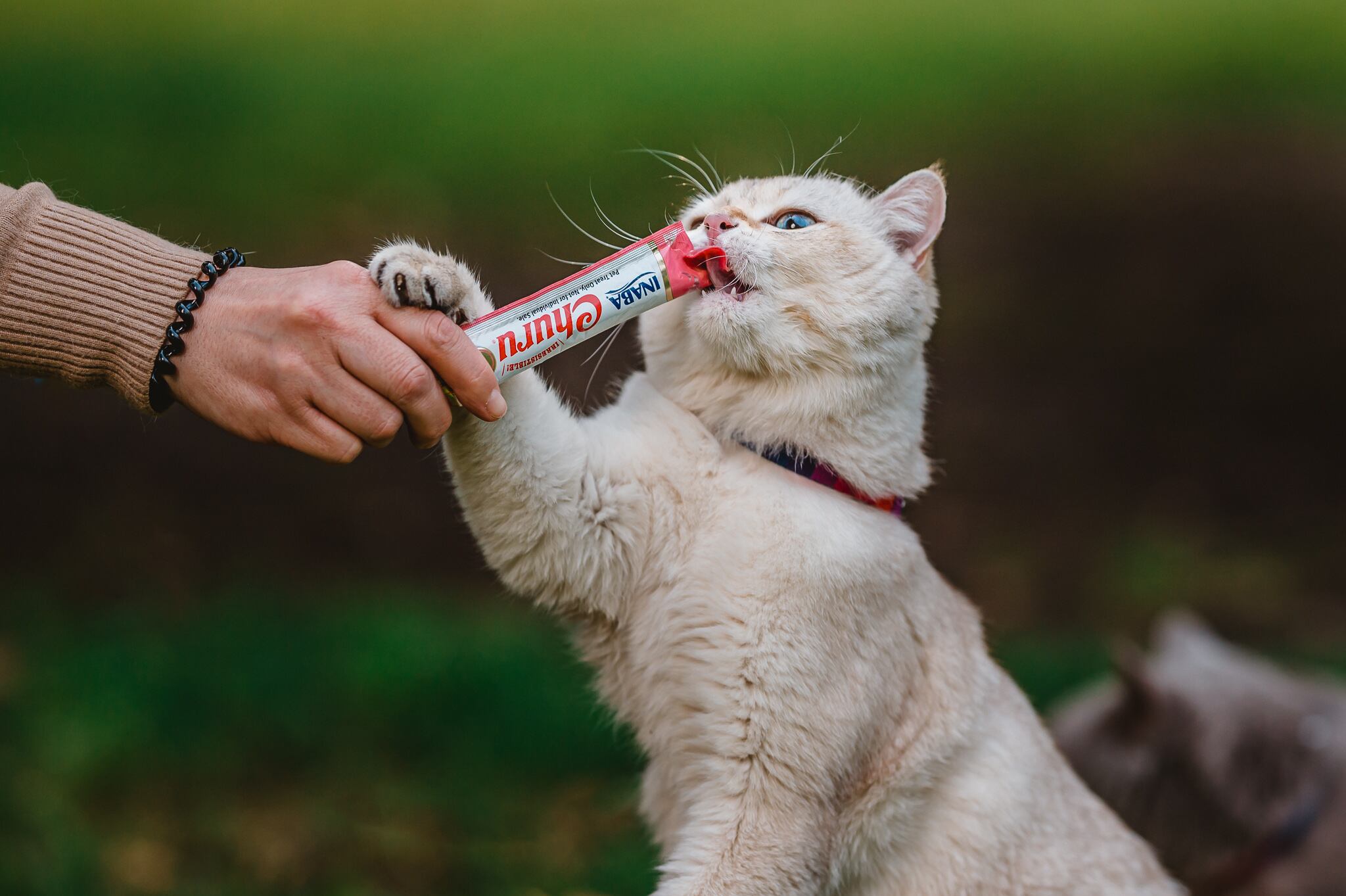 Comprobado por la ciencia: Los gatos solo ayudan a sus dueños si hay una recompensa de por medio