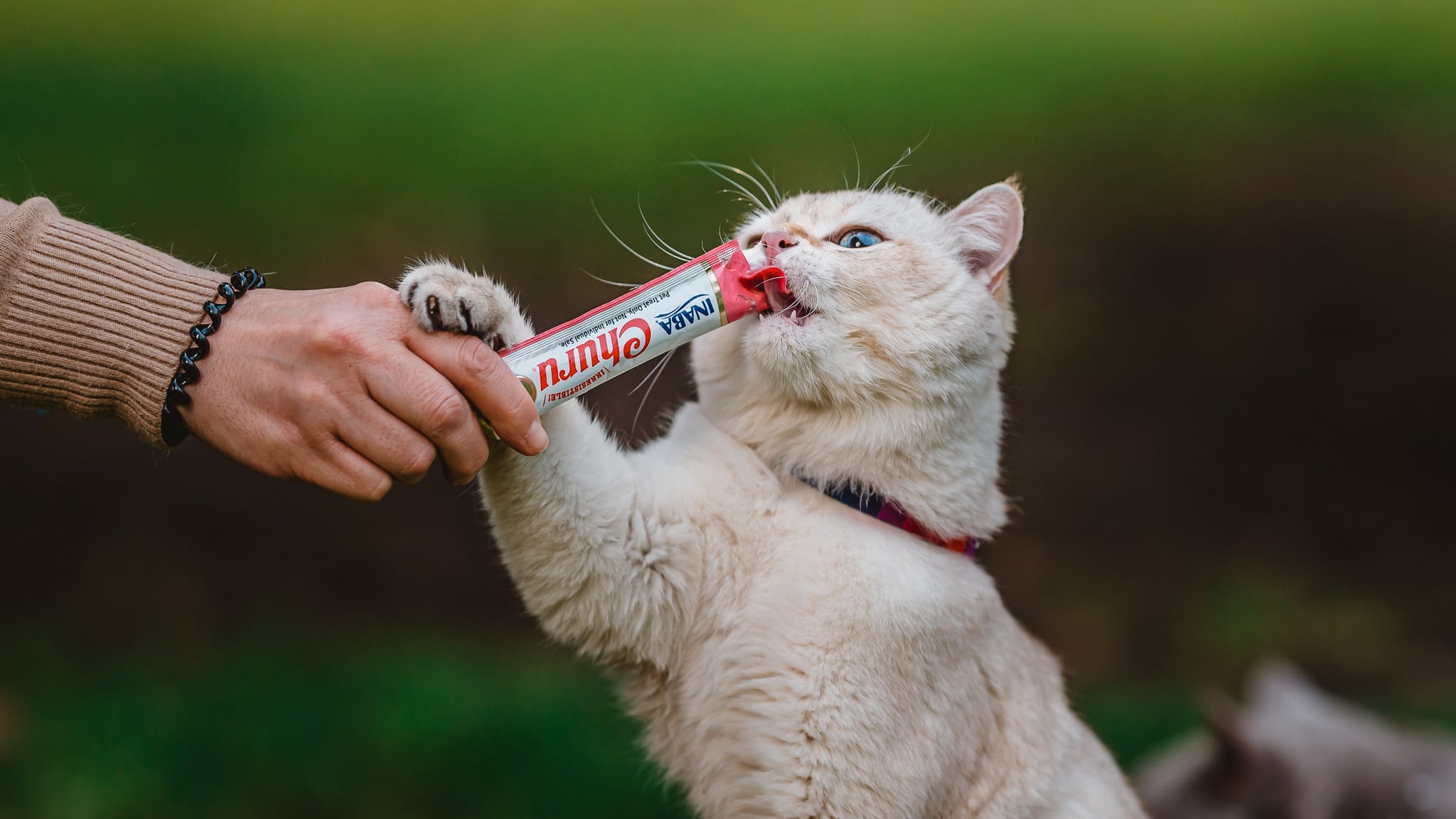 Gato