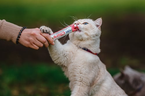 Comprobado por la ciencia: Los gatos solo ayudan a sus dueños si hay una recompensa de por medio