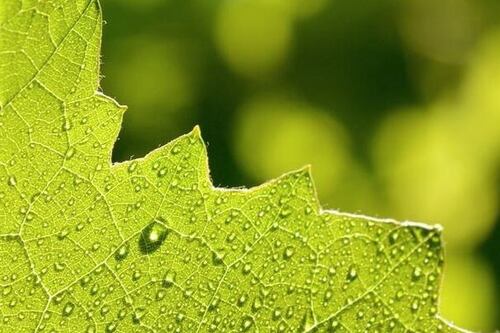 Estos auriculares no necesitan adaptador para cargarse: Lo hacen por fotosíntesis