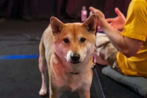 Un perro es una celebridad en Japón por jugar videojuegos con fines benéficos