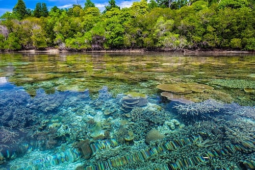 Cambio climático, contaminación y turismo han disminuido la mitad de la cobertura de arrecifes de coral desde 1950
