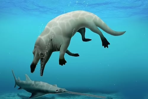 Encuentran fósiles de los sorprendentes antepasados terrestres de las ballenas en una zona desértica de Egipto