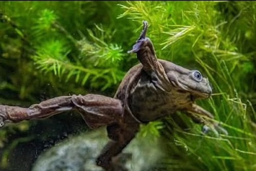 Conoce a la ‘rana escroto’: un anfibio en peligro de extinción que un zoológico británico intenta salvar