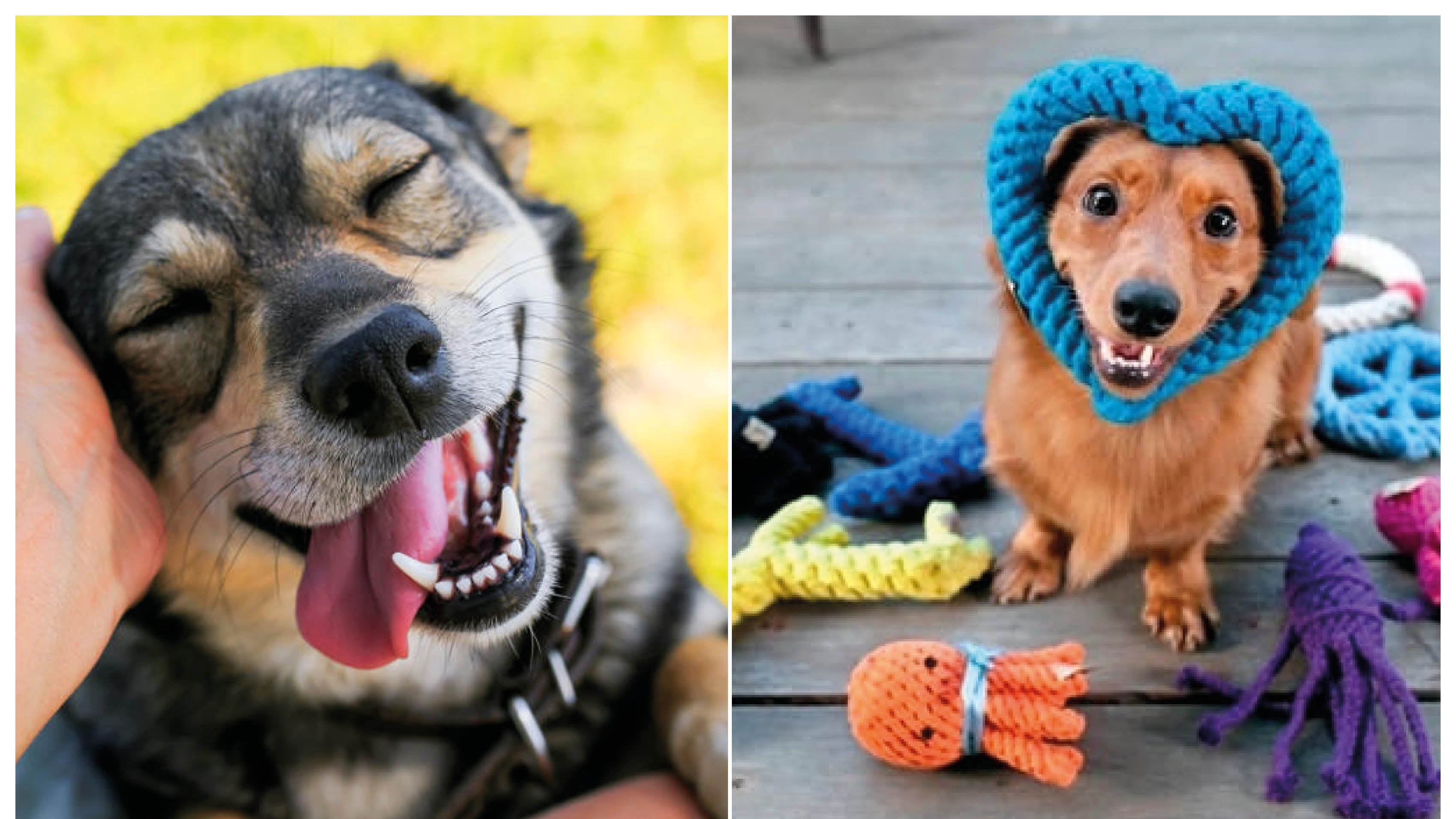 Las frases que más feliz le ponen a tu perrito.